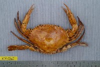 藏品(鋸緣青蟳)的圖片